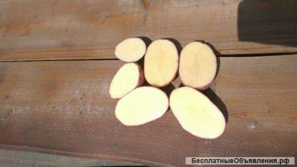 Картофель оптом от фермера