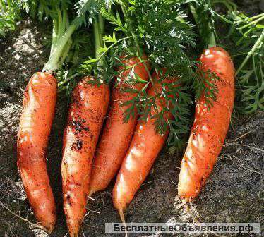 Морковь оптом от фермера