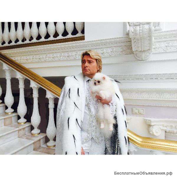 Шпиц померанский карликовый