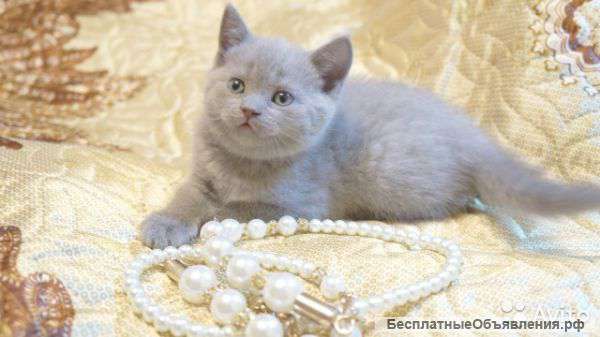 Шотландские малыши