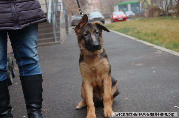 Немецкая овчарка щенок 5 мес