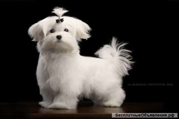 Щенки мальтезе (мальтийской болонки)