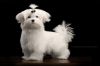 Щенки мальтезе (мальтийской болонки)