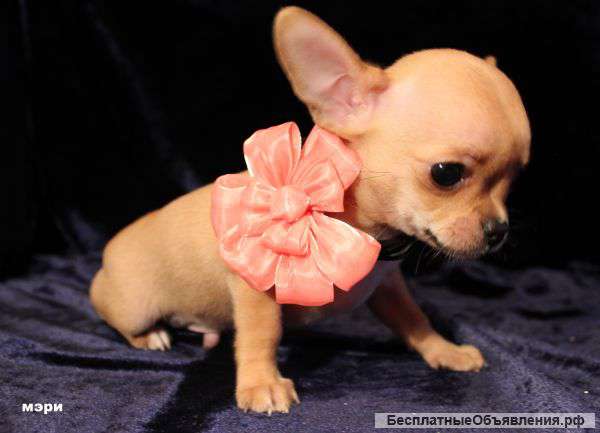Щенки чихуахуа