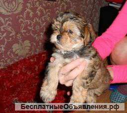 Щенков Ши-тцу. цена 6000т.р.