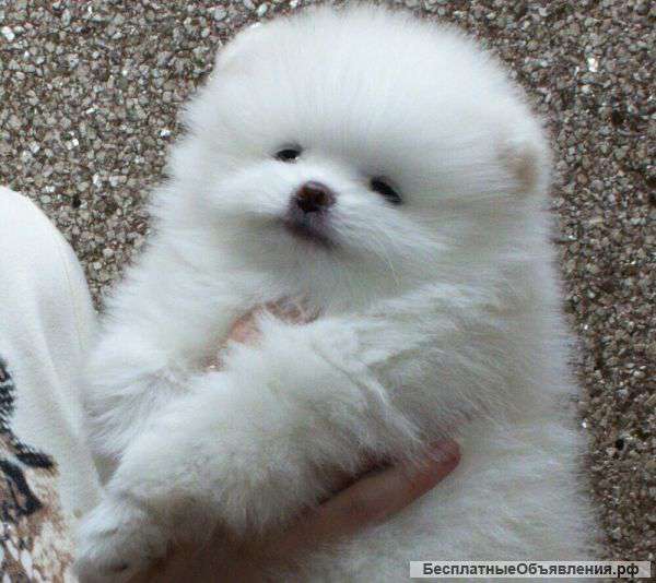 Мини шпицы померанские