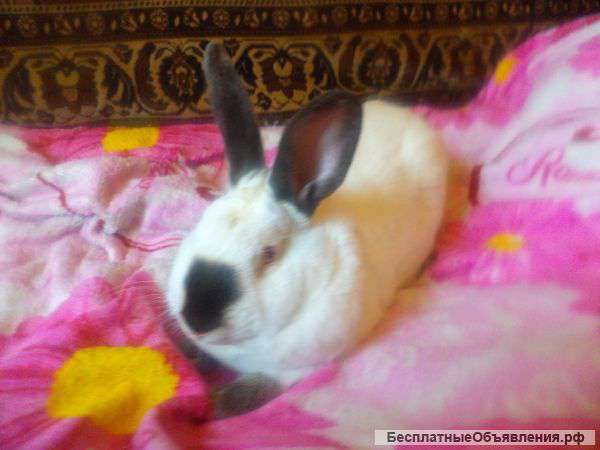 Калифорнийские кролики