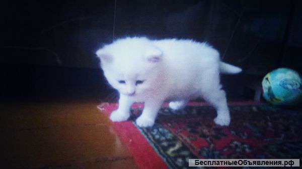 Ангорские голубоглазые котята