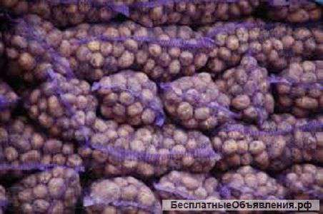 Оптовые поставки картофеля от 20т с производства