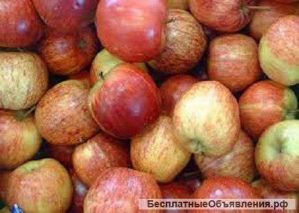 Яблоки оптовые поставки с Краснодарского края