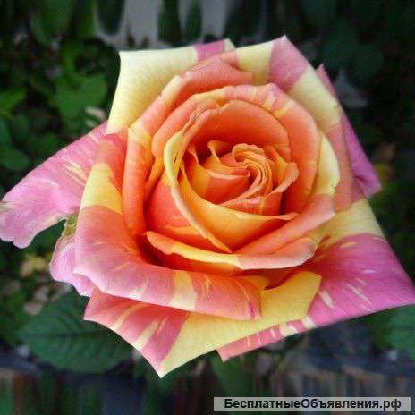 Саженцы роз