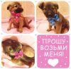 Отдам щенков в добрые руки