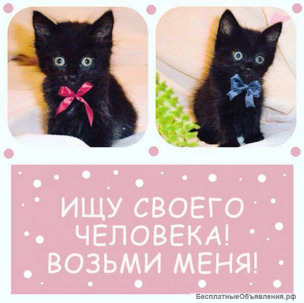 Отдам котят в добрые руки