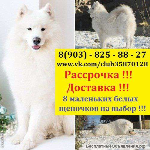 Красивенные щеночки самоедской лайки