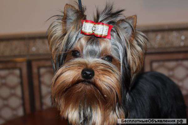 Йорочка красавица