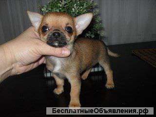 Щенки чихуахуа