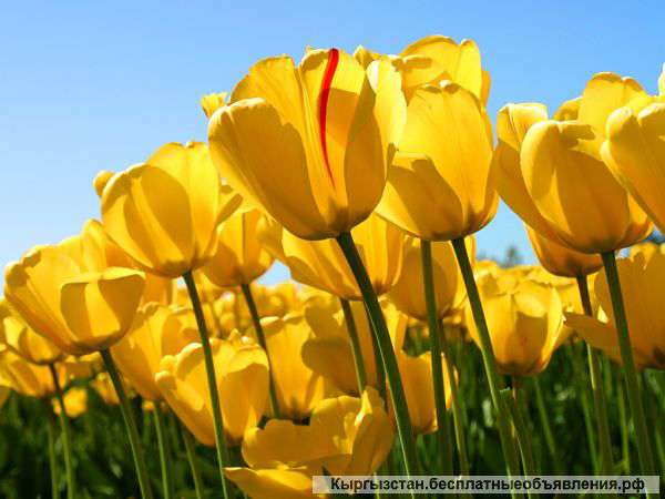 Нужны костоправы