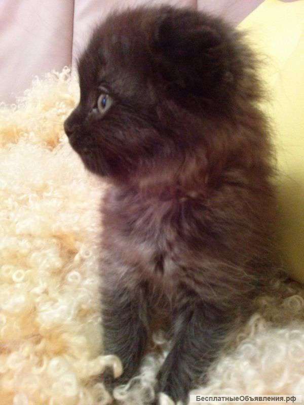 Чудесный пушистый котенок