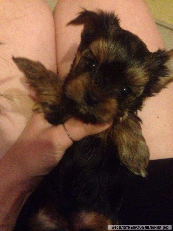 Щенки йоркширского терьера, 1,5 месяца