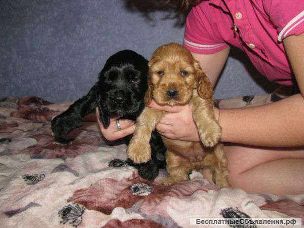 Щенки английского кокер спаниеля