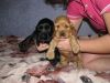 Щенки английского кокер спаниеля