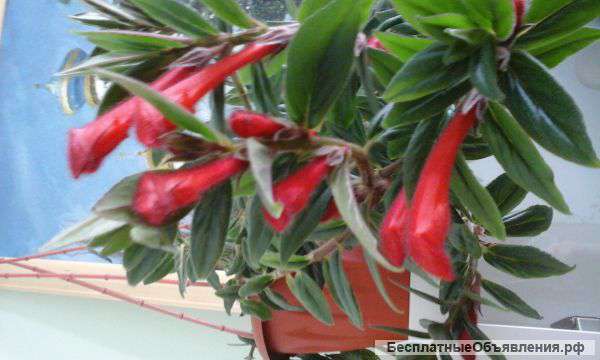 Колумнея славная