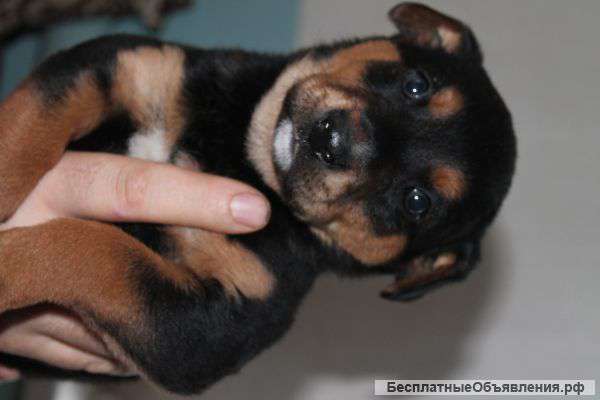 Отдается в добрые руки щенок ротвейлера, возраст два месяца