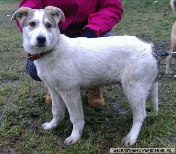 Щенок в добрые руки