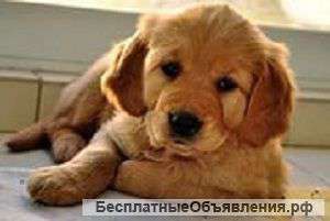 Нужно разобрать щенков