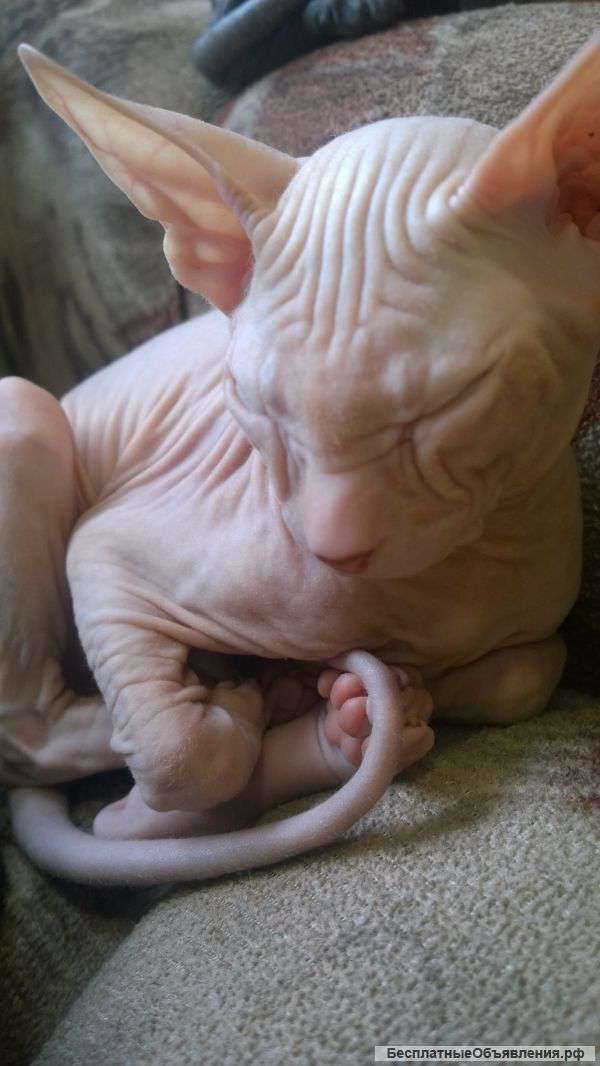 Котят донского сфинкса