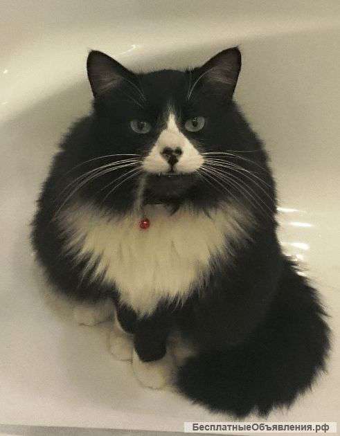 Пропал черный кот Мега Белая Дача