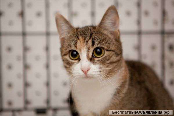 Задорная Сальса ищет дом, в котором ей будут рады