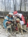 Поздравление с Новым годом, с собаками породы хаски
