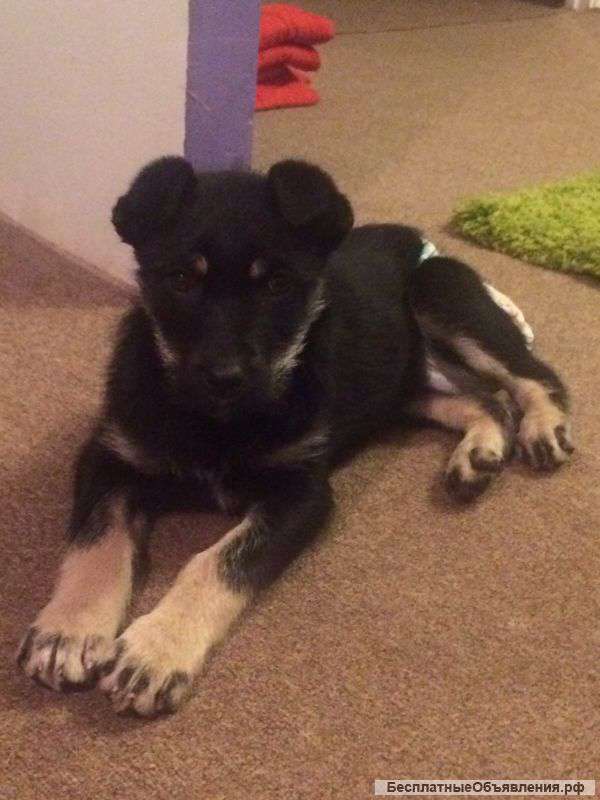 Щенок ищет дом и доброго хозяина