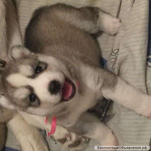 Щенков сибирских хасок от чемпионов