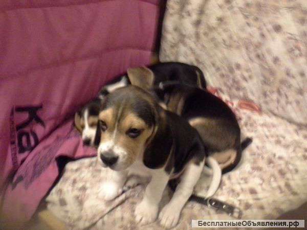 Щенки бигль от родителей чемпионов