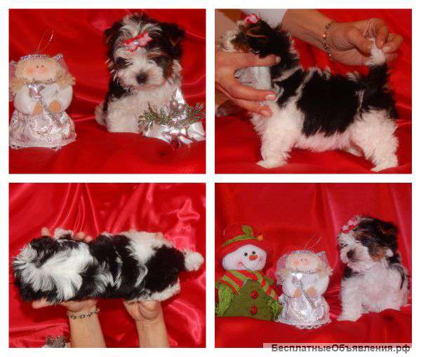 Перспективные щенки бивер йорка