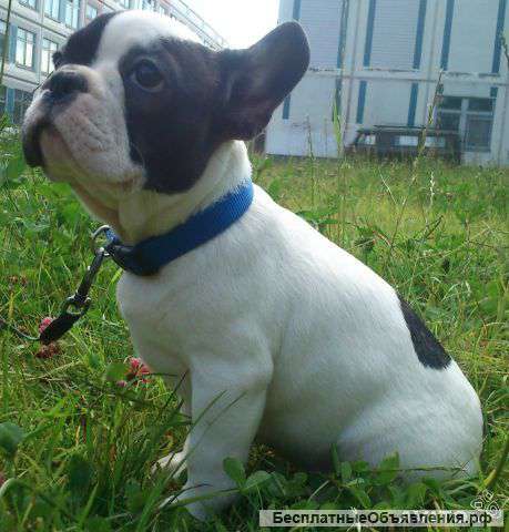 Французский бульдог