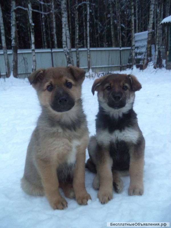 Щенок Лайки даром