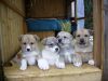 Щенки западносибирской лайки