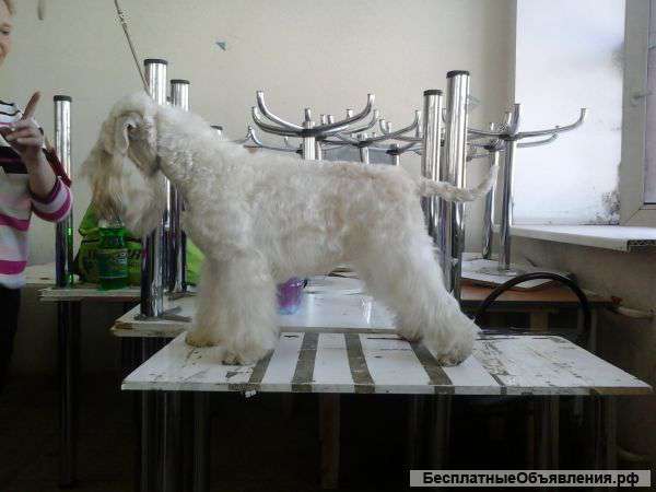 Щенков пшеничного мягкошерстного ирландского терьера