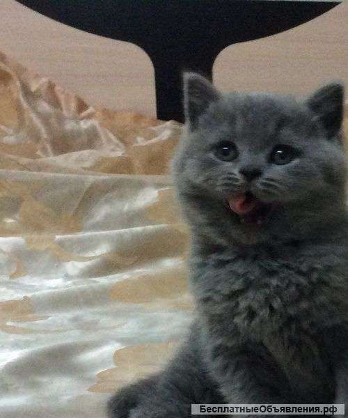 Ласковых британских котят