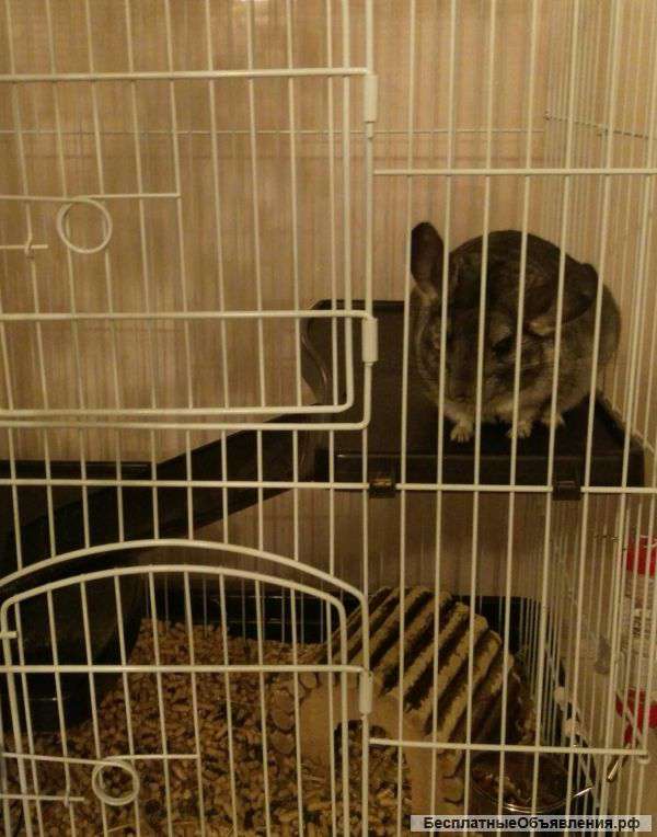 Шиншиллу с клеткой