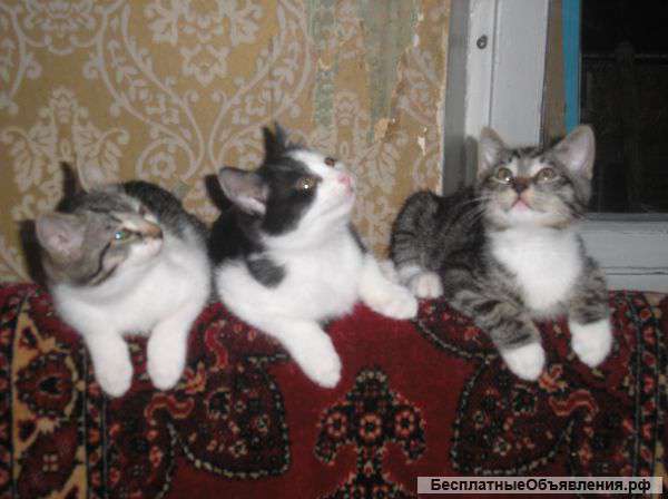 Очаровательные малыши ищут дом