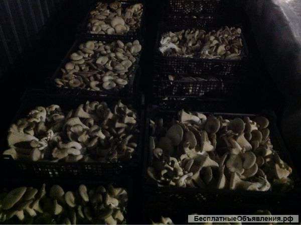 Свежие грибы Вешенка