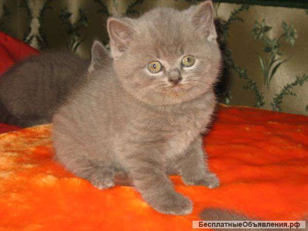 Британские и вислоухие плюшевые голубые котята
