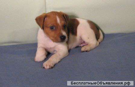 Джек Рассел терьер – продаются щенки