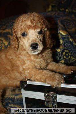 Карликовый мини-Пудель