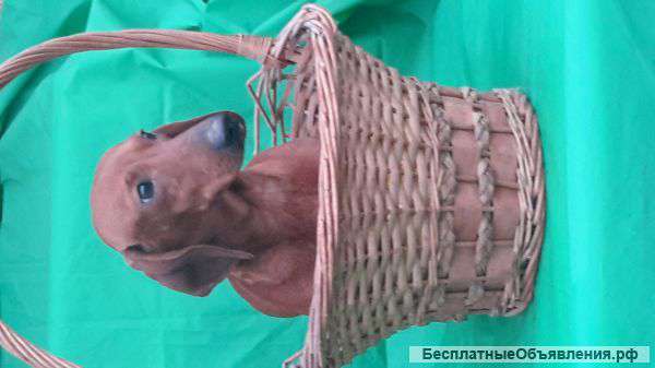 Такса карликовая гладкошерстная