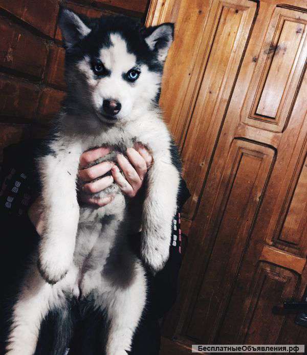 Щенок Сибирской Хаски